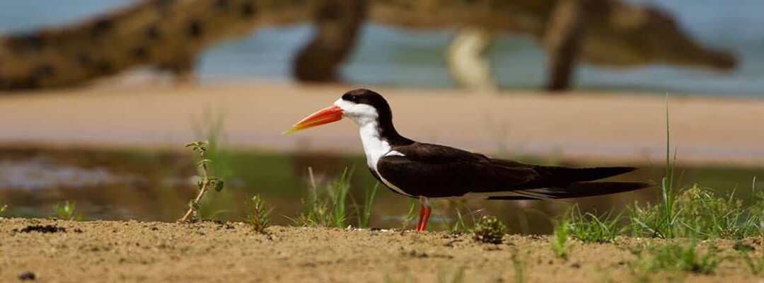 A Birdwatcher’s Delight Onboard The Ra-Ikane River Cruise